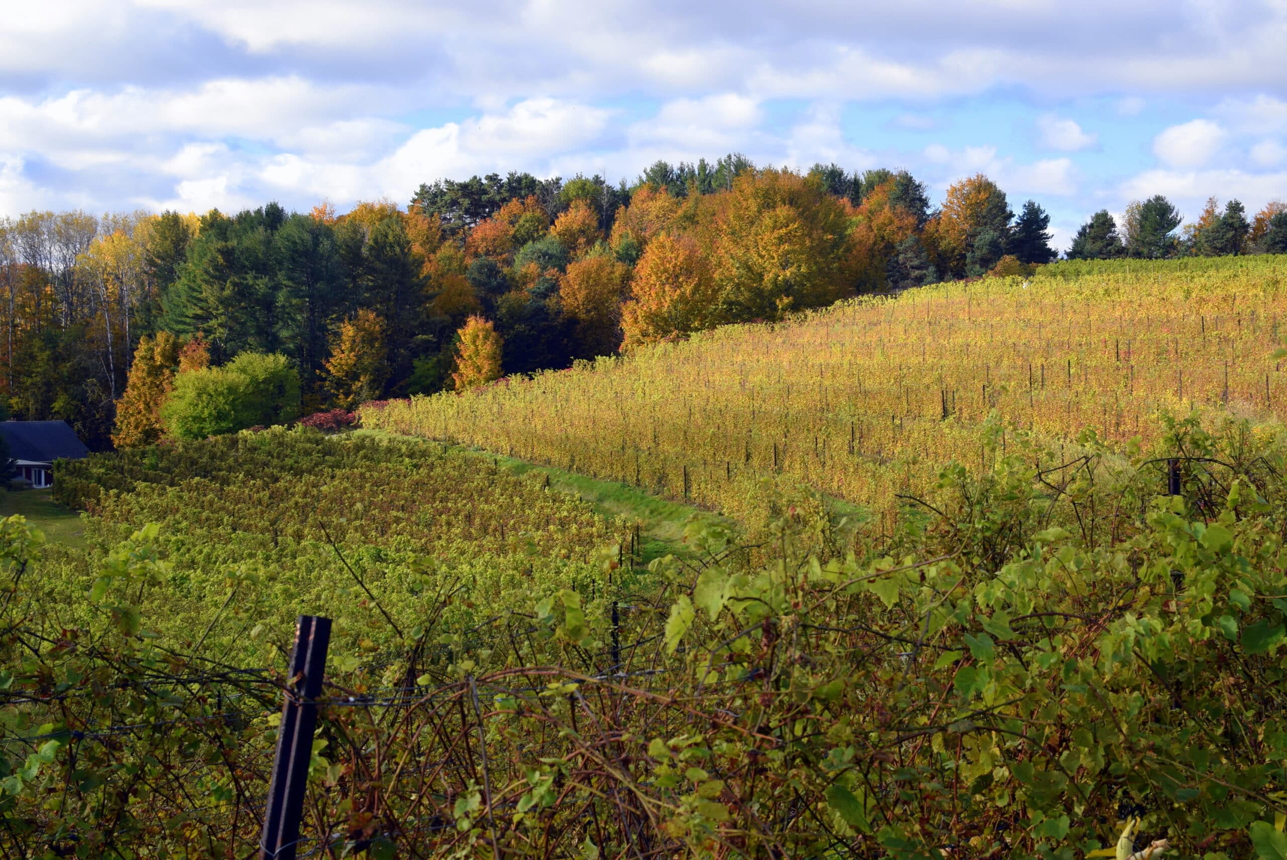 Several barrels lined up in front of a barn.