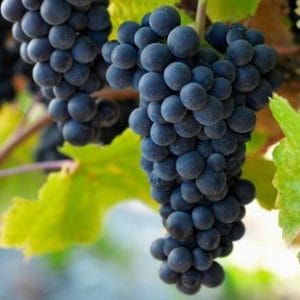 Pinot-Noir-Grapes A Symphony in Your Glass 1